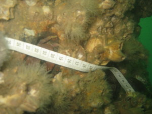 survey under water